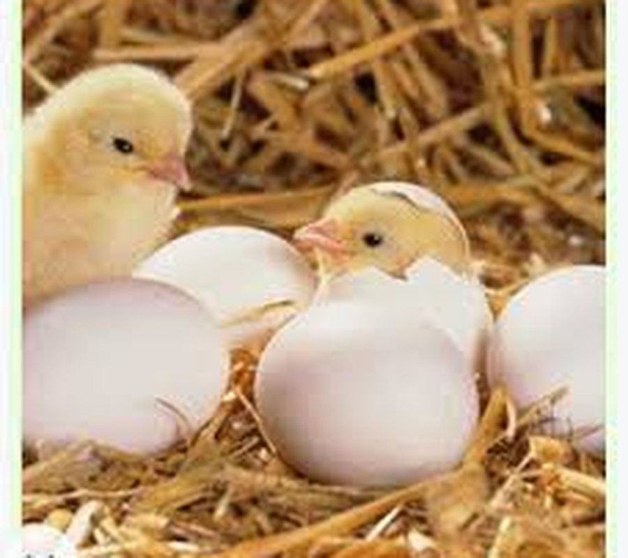 أفراخ حديثة الفقس